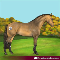 Horse Color:Buckskin 