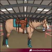 Horse Color:Bay Dun