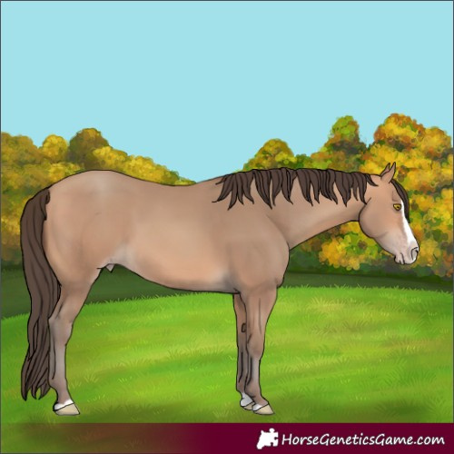 Horse Color:Amber Champagne Splash 