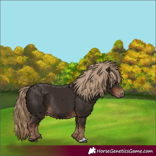 Horse Color:Liver Chestnut Rabicano 