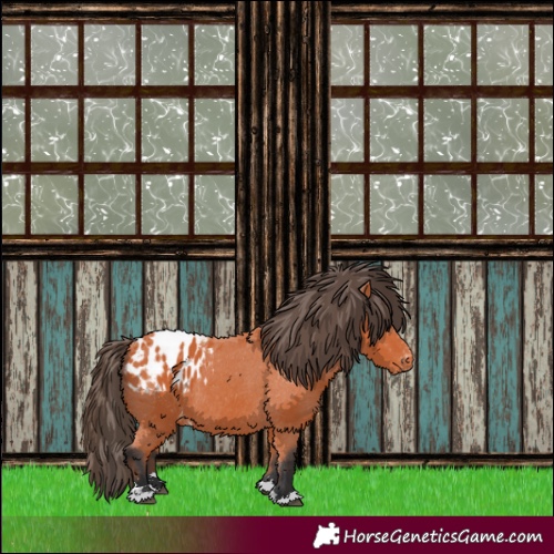 Horse Color:Bay Appaloosa 