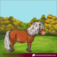 Horse Color:Silver Bay 