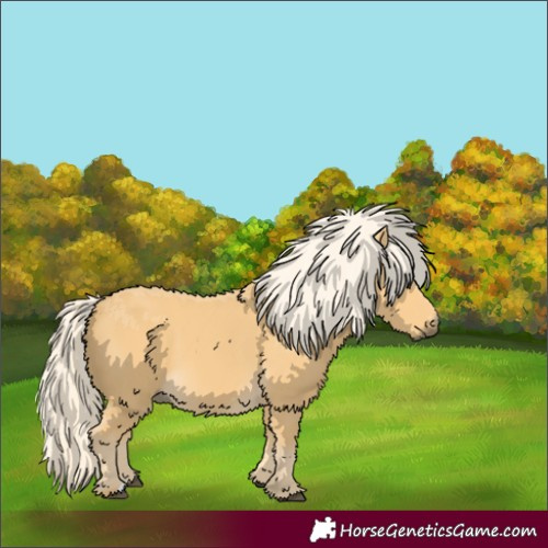 Horse Color:Palomino 