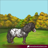 Horse Color:Liver Chestnut Splash Appaloosa 
