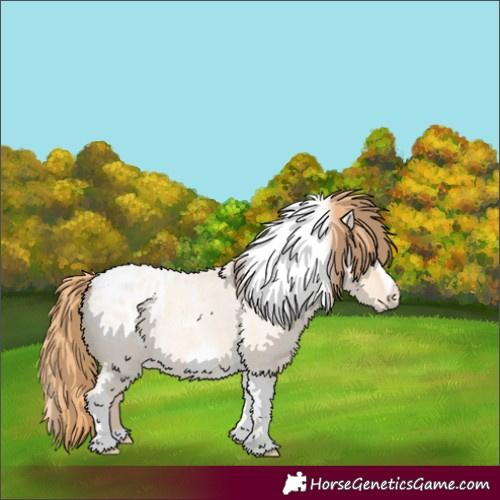 Horse Color:Gold Champagne Roan Dun Splash Tobiano Frame Blanket Rabicano 