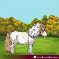 Horse Color:Gold Champagne Roan Dun Splash Tobiano Frame Appaloosa Rabicano 