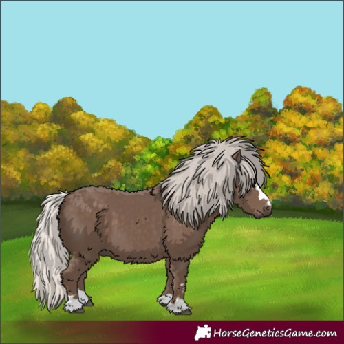 Horse Color:Silver Black