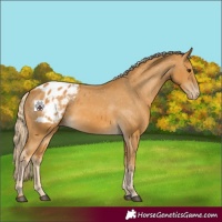 Horse Color:Palomino Appaloosa 