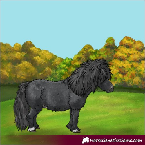 Horse Color:Black Appaloosa Rabicano 