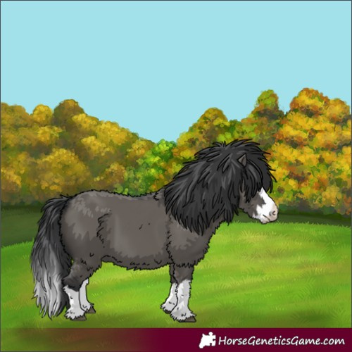 Horse Color:Grullo Splash 