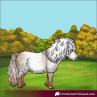 Horse Color:Gray Chestnut 