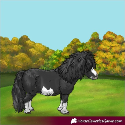 Horse Color:Black Splash Frame 