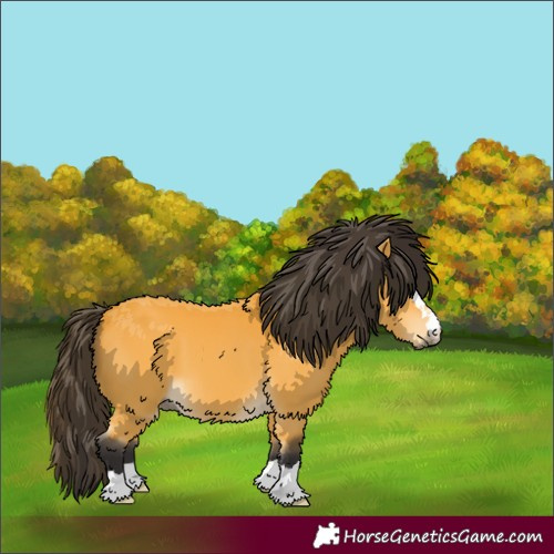 Horse Color:Buckskin 