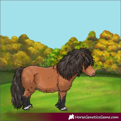 Horse Color:Bay 