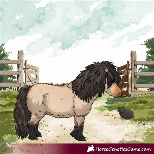 Horse Color:Bay Dun 