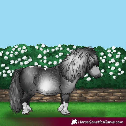 Horse Color:Gray Black Tobiano 