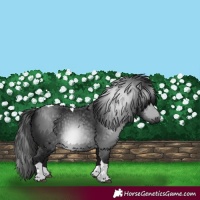 Horse Color:Gray Black Tobiano 