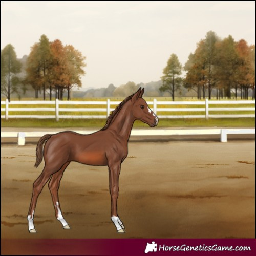 Horse Color:Chestnut 