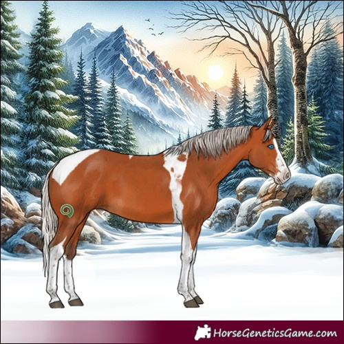 Horse Color:Silver Bay Splash Tobiano 