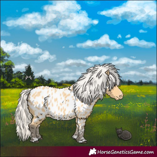 Horse Color:Silver Buckskin Appaloosa 
