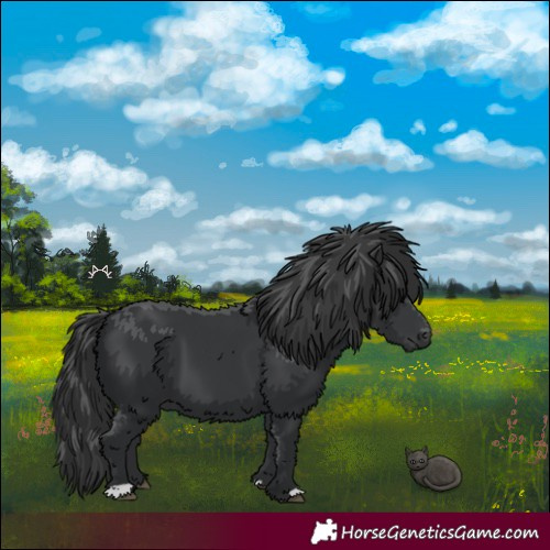 Horse Color:Black 