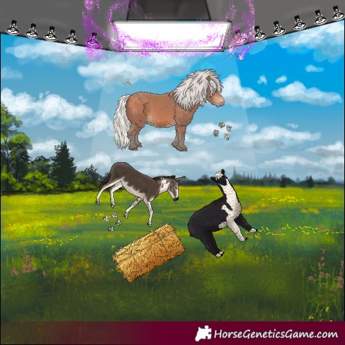 Horse Color:Silver Bay 