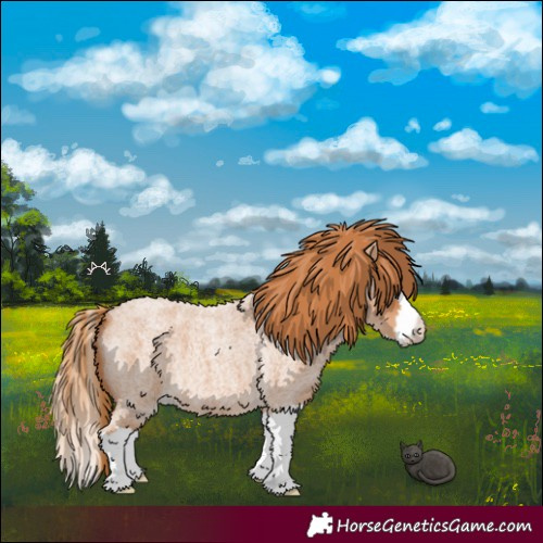 Horse Color:Red Roan Splash 