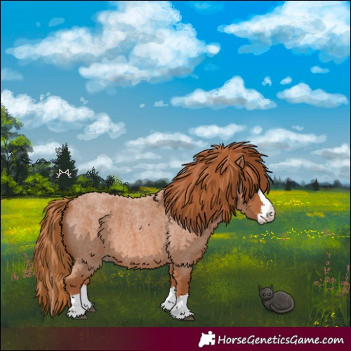 Horse Color:Red Roan Splash 