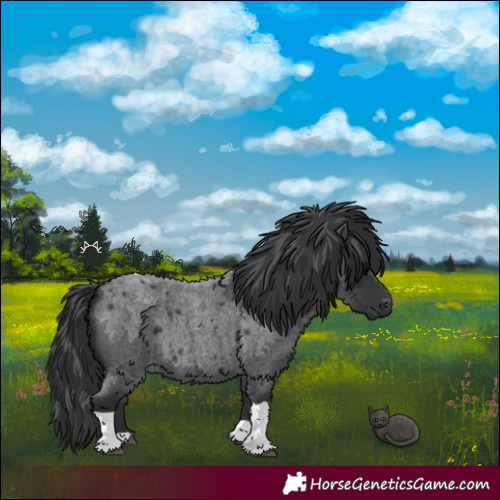 Horse Color:Blue Roan Tobiano 