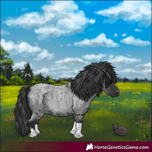 Horse Color:Blue Roan Tobiano 