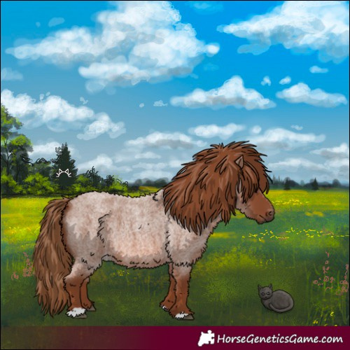 Horse Color:Red Roan 