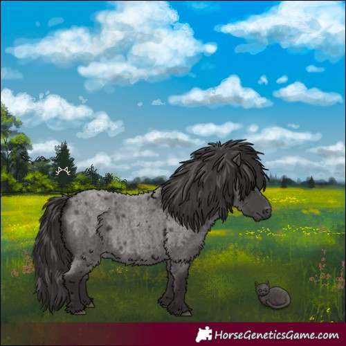 Horse Color:Smoky Blue Roan 