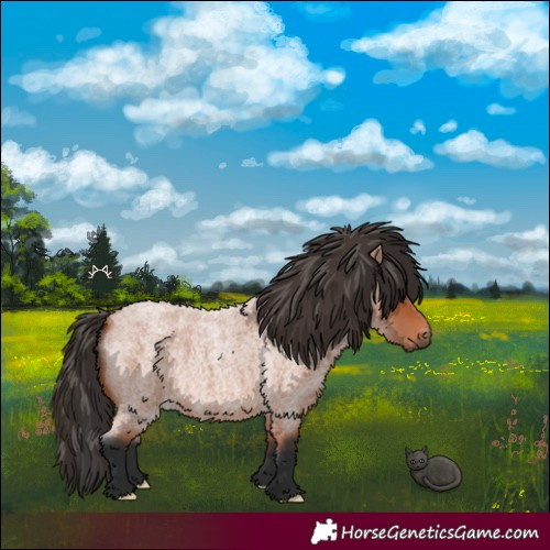 Horse Color:Bay Roan 