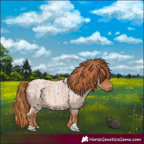 Horse Color:Red Roan 