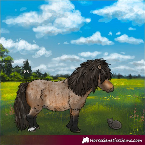 Horse Color:Gray Buckskin Roan 