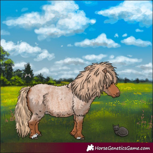 Horse Color:Red Roan 