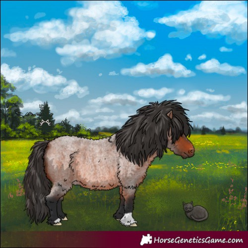Horse Color:Bay Roan 