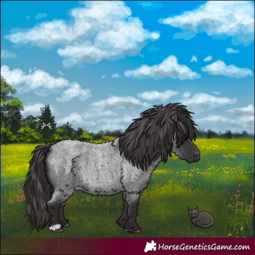Horse Color:Smoky Blue Roan 