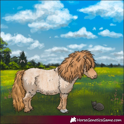 Horse Color:Red Roan 