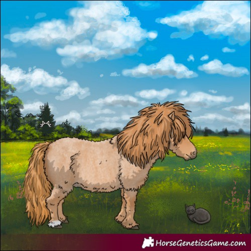 Horse Color:Red Roan 