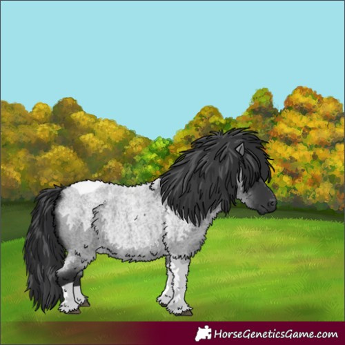 Horse Color:Blue Roan Tobiano 