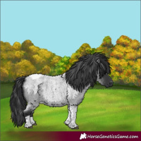 Horse Color:Blue Roan Tobiano 