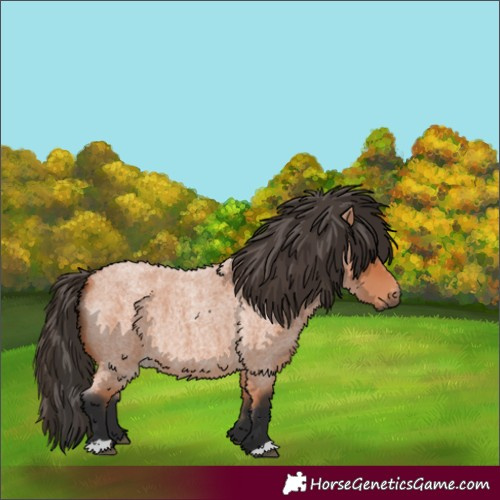 Horse Color:Bay Roan 