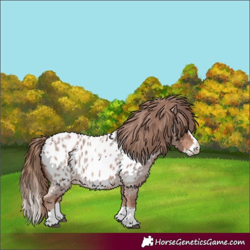 Horse Color:Red Roan Splash Appaloosa 