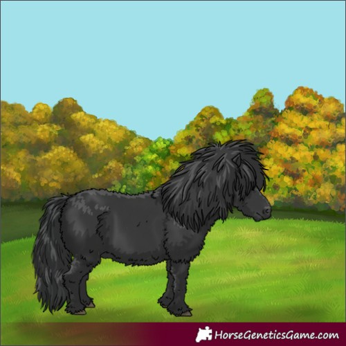 Horse Color:Black 
