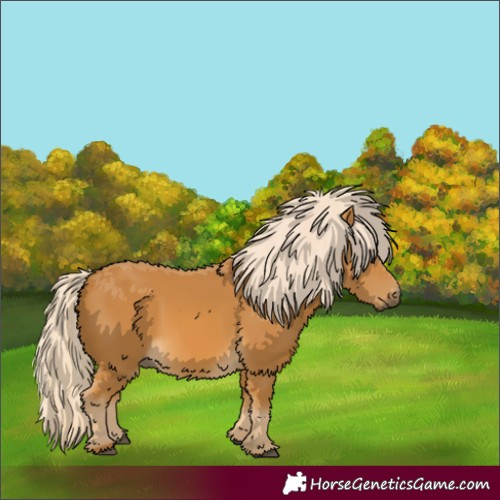 Horse Color:Palomino 