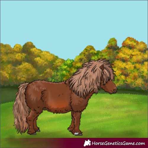 Horse Color:Chestnut 