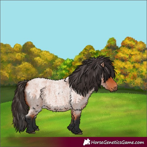 Horse Color:Bay Roan 