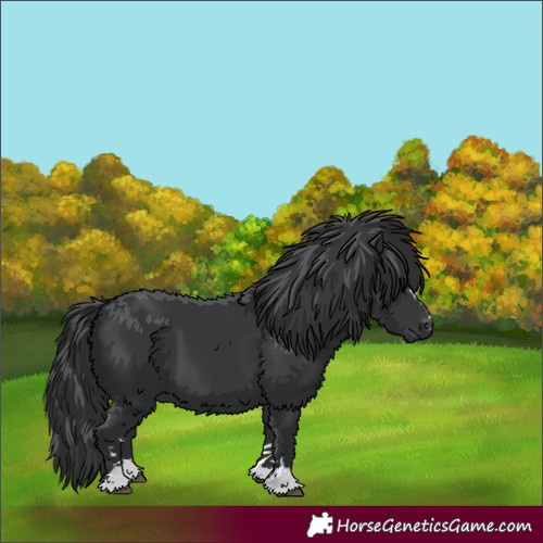 Horse Color:Black 