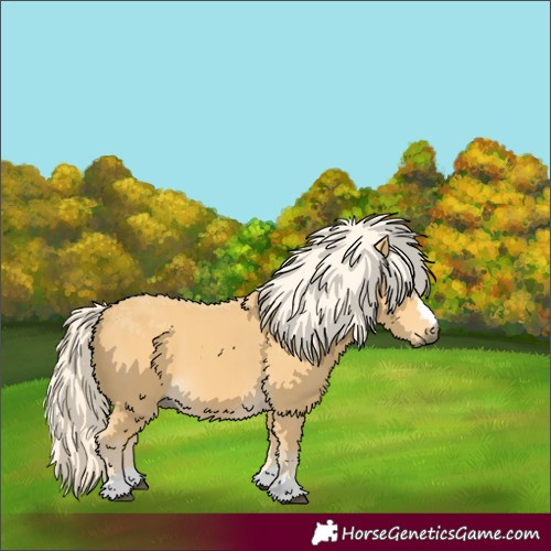 Horse Color:Palomino